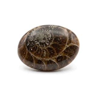 Ammonite cabochon